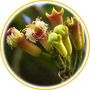Girofle (Eugenia caryophyllata)