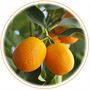 Petit grain bigaradier (Citrus aurantium amara ssp. bigarade)