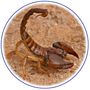 animaux scorpion